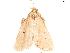  ( - BIOUG45370-G06)  @13 [ ] CreativeCommons - Attribution (2019) CBG Photography Group Centre for Biodiversity Genomics