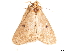  ( - BIOUG45370-G07)  @13 [ ] CreativeCommons - Attribution (2019) CBG Photography Group Centre for Biodiversity Genomics