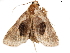  ( - BIOUG45370-H04)  @11 [ ] CreativeCommons - Attribution (2019) CBG Photography Group Centre for Biodiversity Genomics