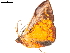  ( - BIOUG45370-H09)  @13 [ ] CreativeCommons - Attribution (2019) CBG Photography Group Centre for Biodiversity Genomics