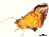 ( - BIOUG47759-A06)  @11 [ ] CreativeCommons - Attribution (2022) CBG Photography Group Centre for Biodiversity Genomics