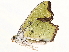  ( - BIOUG47759-C09)  @11 [ ] CreativeCommons - Attribution (2022) CBG Photography Group Centre for Biodiversity Genomics