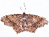  ( - BIOUG47759-D11)  @11 [ ] CreativeCommons - Attribution (2022) CBG Photography Group Centre for Biodiversity Genomics