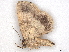  ( - BIOUG47759-F03)  @11 [ ] CreativeCommons - Attribution (2022) CBG Photography Group Centre for Biodiversity Genomics