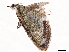  (Sauris abnormis - BIOUG47759-F06)  @11 [ ] CreativeCommons - Attribution (2022) CBG Photography Group Centre for Biodiversity Genomics