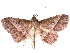  ( - BIOUG89968-B12)  @11 [ ] CreativeCommons - Attribution (2022) CBG Photography Group Centre for Biodiversity Genomics
