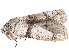  (Calletaera diplozona - BIOUG89969-H04)  @11 [ ] CreativeCommons - Attribution (2022) CBG Photography Group Centre for Biodiversity Genomics