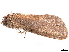  ( - BIOUG89970-B03)  @11 [ ] CreativeCommons - Attribution (2022) CBG Photography Group Centre for Biodiversity Genomics