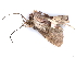  ( - BIOUG89970-H07)  @11 [ ] CreativeCommons - Attribution (2022) CBG Photography Group Centre for Biodiversity Genomics