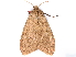  (Spilosoma cervina - BIOUG89970-H09)  @11 [ ] CreativeCommons - Attribution (2022) CBG Photography Group Centre for Biodiversity Genomics