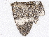  ( - BIOUG89971-A08)  @11 [ ] CreativeCommons - Attribution Non-Commercial Share-Alike (2022) CBG Photography Group Centre for Biodiversity Genomics