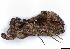  ( - BIOUG89971-D12)  @11 [ ] CreativeCommons - Attribution (2022) CBG Photography Group Centre for Biodiversity Genomics