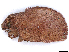  ( - BIOUG89971-F01)  @11 [ ] CreativeCommons - Attribution (2022) CBG Photography Group Centre for Biodiversity Genomics