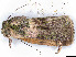 ( - BIOUG89971-G06)  @11 [ ] CreativeCommons - Attribution (2022) CBG Photography Group Centre for Biodiversity Genomics