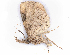  ( - BIOUG89971-H03)  @11 [ ] CreativeCommons - Attribution (2022) CBG Photography Group Centre for Biodiversity Genomics