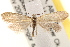  ( - CCDB-22971-A12)  @11 [ ] CreativeCommons - Attribution (2014) CBG Photography Group Centre for Biodiversity Genomics