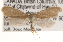  ( - CCDB-22971-B02)  @12 [ ] CreativeCommons - Attribution (2014) CBG Photography Group Centre for Biodiversity Genomics