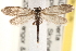  (Lamproniinae - CCDB-22971-B04)  @14 [ ] CreativeCommons - Attribution (2014) CBG Photography Group Centre for Biodiversity Genomics