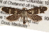  ( - CCDB-22971-B05)  @13 [ ] CreativeCommons - Attribution (2014) CBG Photography Group Centre for Biodiversity Genomics
