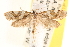  ( - CCDB-22971-E09)  @13 [ ] CreativeCommons - Attribution (2014) CBG Photography Group Centre for Biodiversity Genomics
