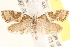  ( - CCDB-22971-E11)  @13 [ ] CreativeCommons - Attribution (2014) CBG Photography Group Centre for Biodiversity Genomics