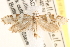  ( - CCDB-22971-E12)  @11 [ ] CreativeCommons - Attribution (2014) CBG Photography Group Centre for Biodiversity Genomics