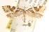  ( - CCDB-22971-F01)  @13 [ ] CreativeCommons - Attribution (2014) CBG Photography Group Centre for Biodiversity Genomics
