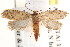  ( - CCDB-22971-F08)  @14 [ ] CreativeCommons - Attribution (2014) CBG Photography Group Centre for Biodiversity Genomics