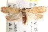  (Agonopterix posticella - CCDB-22971-F09)  @15 [ ] CreativeCommons - Attribution (2014) CBG Photography Group Centre for Biodiversity Genomics