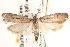  ( - CCDB-22971-G07)  @14 [ ] CreativeCommons - Attribution (2014) CBG Photography Group Centre for Biodiversity Genomics