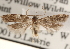  ( - CCDB-22972-C01)  @14 [ ] CreativeCommons - Attribution (2014) CBG Photography Group Centre for Biodiversity Genomics