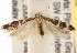  ( - CCDB-22972-D09)  @14 [ ] CreativeCommons - Attribution (2014) CBG Photography Group Centre for Biodiversity Genomics