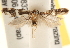  ( - CCDB-22972-D10)  @14 [ ] CreativeCommons - Attribution (2014) CBG Photography Group Centre for Biodiversity Genomics