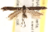  ( - CCDB-22972-F03)  @14 [ ] CreativeCommons - Attribution (2014) CBG Photography Group Centre for Biodiversity Genomics