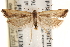  ( - CCDB-22972-G01)  @11 [ ] CreativeCommons - Attribution (2014) CBG Photography Group Centre for Biodiversity Genomics