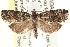  ( - CCDB-22973-E07)  @13 [ ] CreativeCommons - Attribution (2014) CBG Photography Group Centre for Biodiversity Genomics