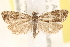  ( - CCDB-22973-F01)  @13 [ ] CreativeCommons - Attribution (2014) CBG Photography Group Centre for Biodiversity Genomics