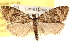  ( - CCDB-22973-F06)  @14 [ ] CreativeCommons - Attribution (2014) CBG Photography Group Centre for Biodiversity Genomics