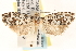  ( - CCDB-22973-G06)  @11 [ ] CreativeCommons - Attribution (2014) CBG Photography Group Centre for Biodiversity Genomics