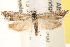  ( - CCDB-22973-H07)  @13 [ ] CreativeCommons - Attribution (2014) CBG Photography Group Centre for Biodiversity Genomics