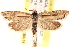  ( - CCDB-22973-H10)  @14 [ ] CreativeCommons - Attribution (2014) CBG Photography Group Centre for Biodiversity Genomics