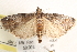  ( - CCDB-22974-D03)  @11 [ ] CreativeCommons - Attribution (2014) CBG Photography Group Centre for Biodiversity Genomics