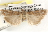  ( - CCDB-22974-F01)  @11 [ ] CreativeCommons - Attribution (2014) CBG Photography Group Centre for Biodiversity Genomics