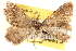  ( - CCDB-22975-C04)  @13 [ ] CreativeCommons - Attribution (2014) CBG Photography Group Centre for Biodiversity Genomics