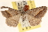 ( - CCDB-22975-C05)  @13 [ ] CreativeCommons - Attribution (2014) CBG Photography Group Centre for Biodiversity Genomics