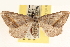 ( - CCDB-22975-C06)  @14 [ ] CreativeCommons - Attribution (2014) CBG Photography Group Centre for Biodiversity Genomics