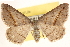  ( - CCDB-22975-C07)  @11 [ ] CreativeCommons - Attribution (2014) CBG Photography Group Centre for Biodiversity Genomics