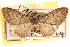  ( - CCDB-22975-D01)  @11 [ ] CreativeCommons - Attribution (2014) CBG Photography Group Centre for Biodiversity Genomics