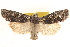  ( - CCDB-22975-D08)  @11 [ ] CreativeCommons - Attribution (2014) CBG Photography Group Centre for Biodiversity Genomics