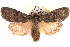  (Lithophane adipel - CCDB-22975-D11)  @15 [ ] CreativeCommons - Attribution (2014) CBG Photography Group Centre for Biodiversity Genomics